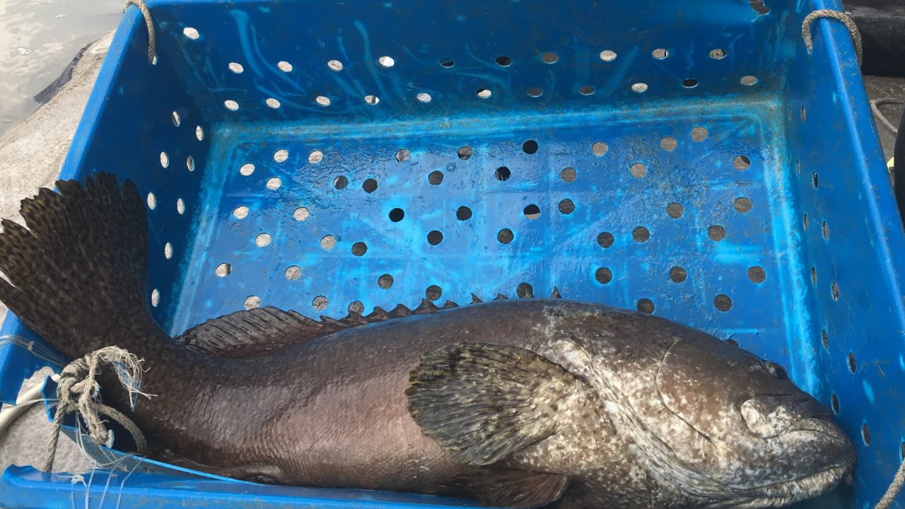 マレーシアで巨大魚の釣り堀へ シンガポール マレーシアへ移住